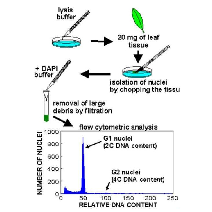 CyFlow Flow Cytometer For Analysis Of Ploidy